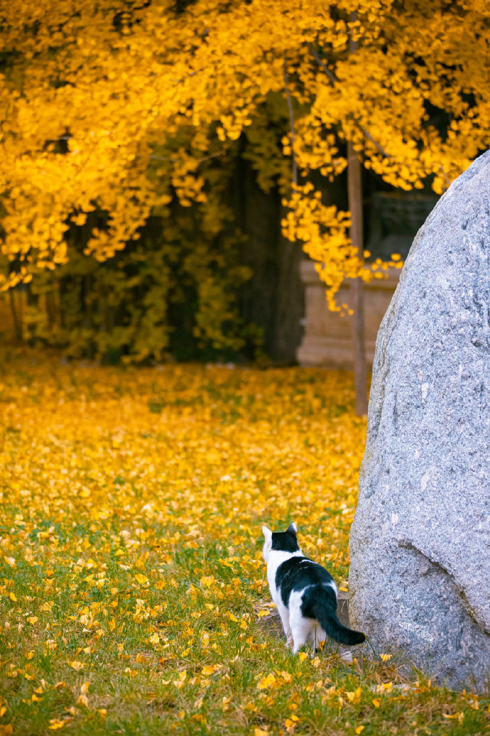 猫图片|宠物猫|猫咪|