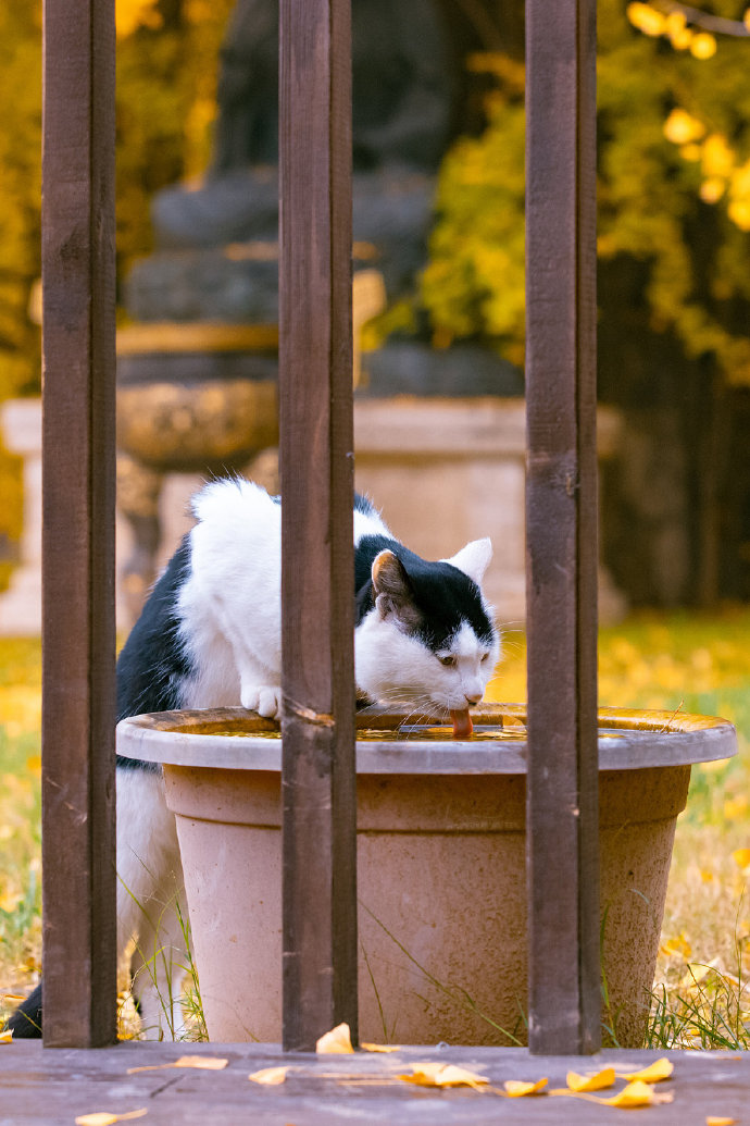 猫图片|宠物猫|猫咪|