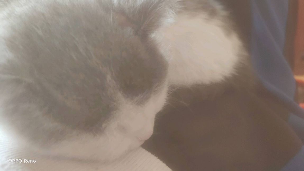 猫图片|宠物猫|猫咪|