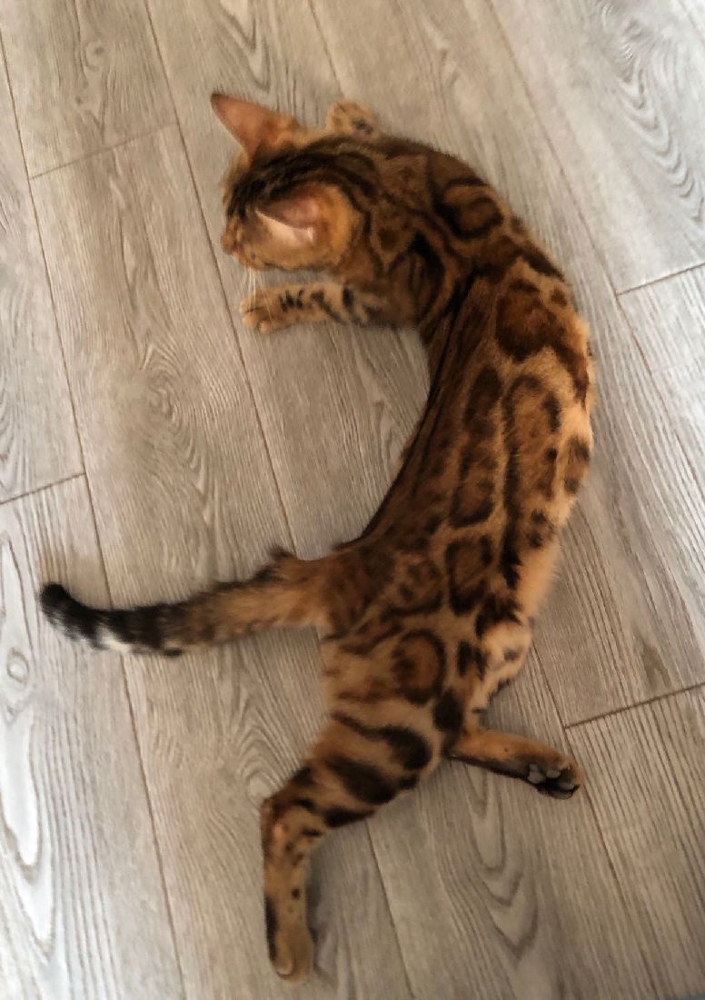 猫图片|宠物猫|猫咪|