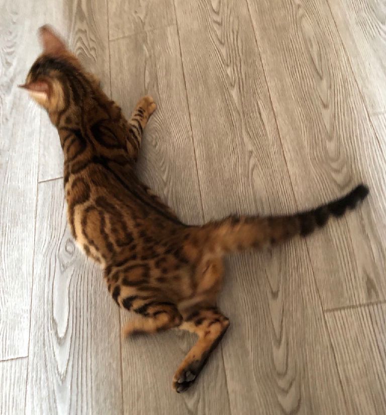 猫图片|宠物猫|猫咪|