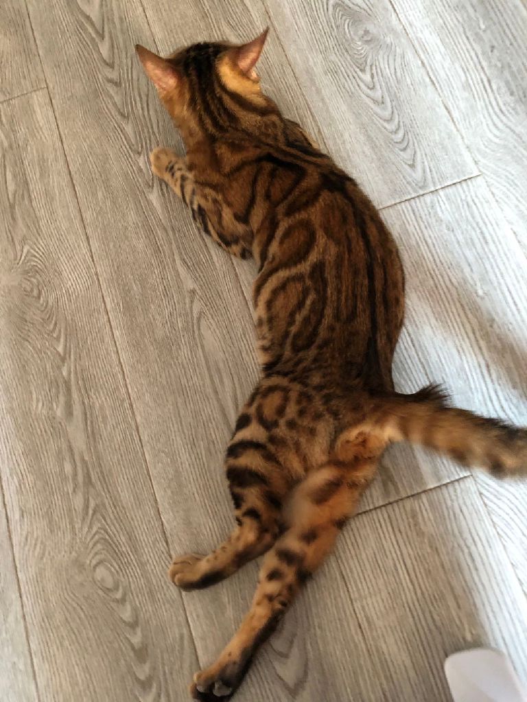 猫图片|宠物猫|猫咪|