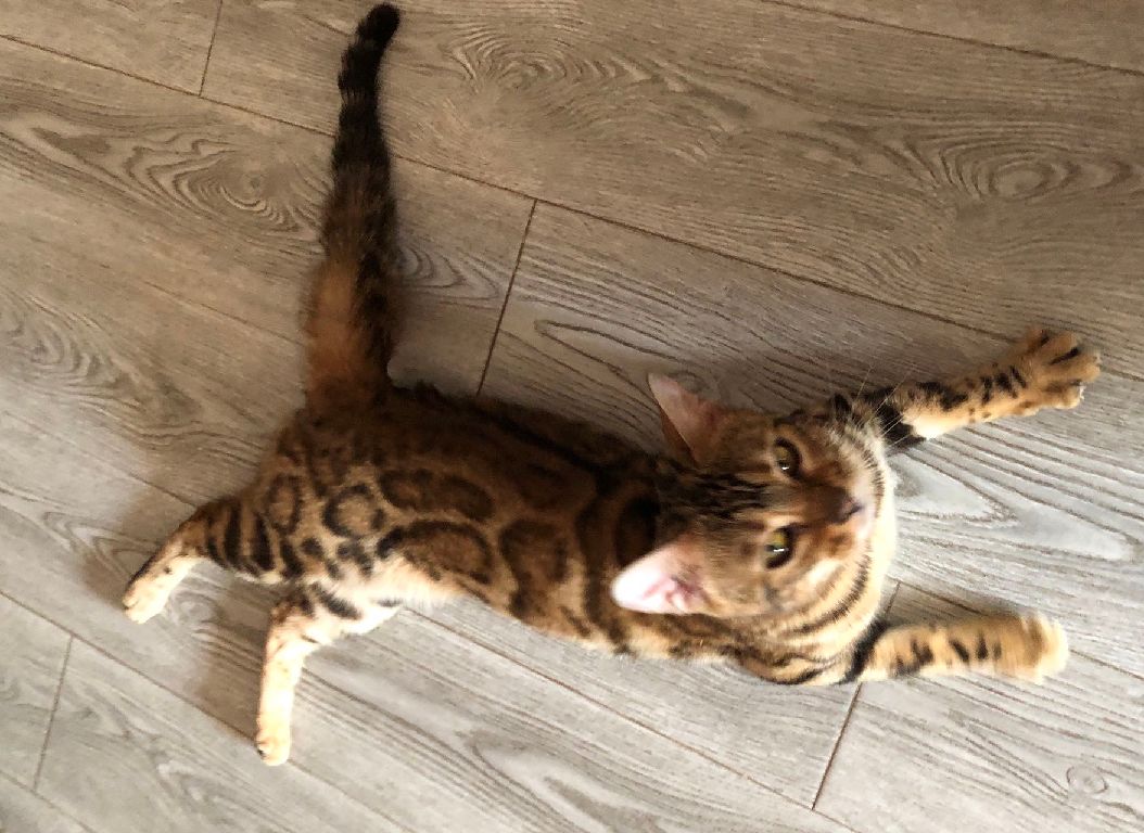 猫图片|宠物猫|猫咪|