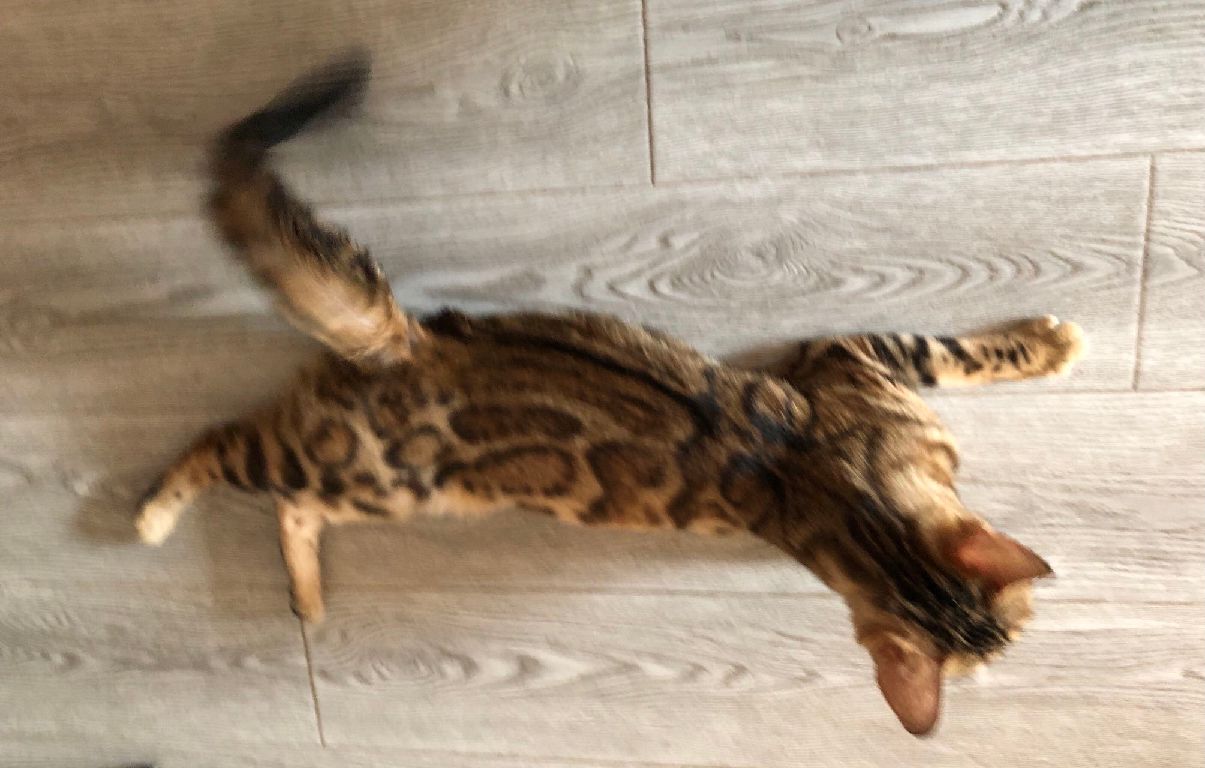 猫图片|宠物猫|猫咪|