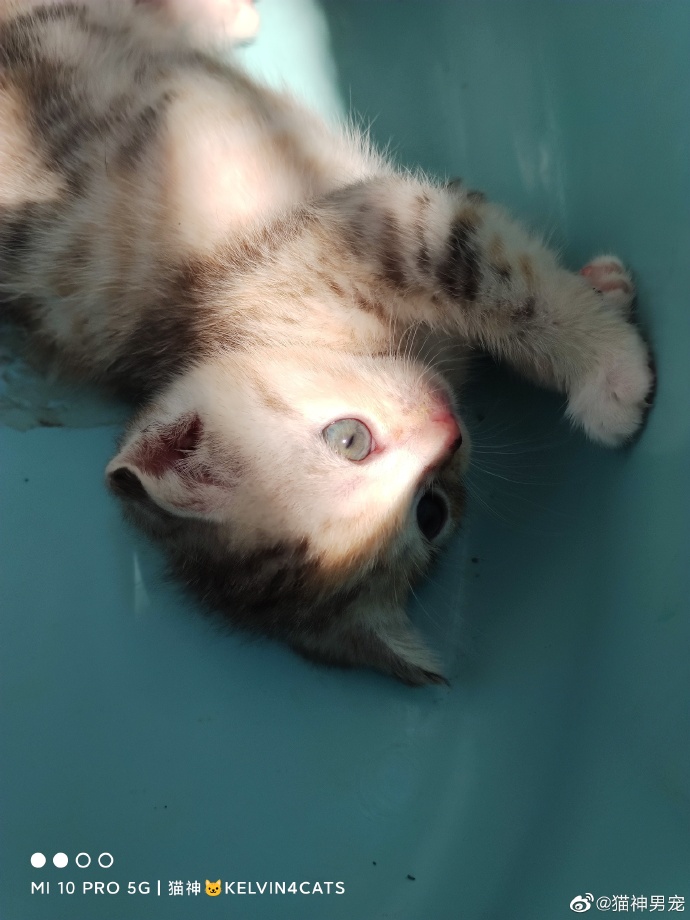 猫图片|宠物猫|猫咪|