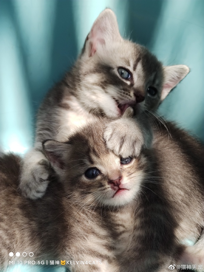 猫图片|宠物猫|猫咪|