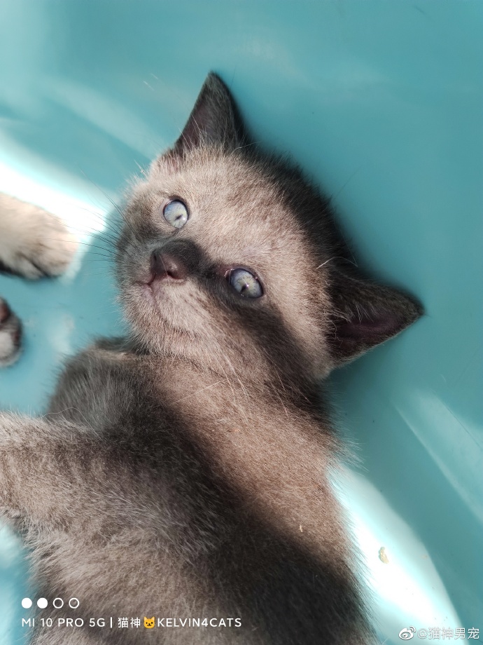 猫图片|宠物猫|猫咪|