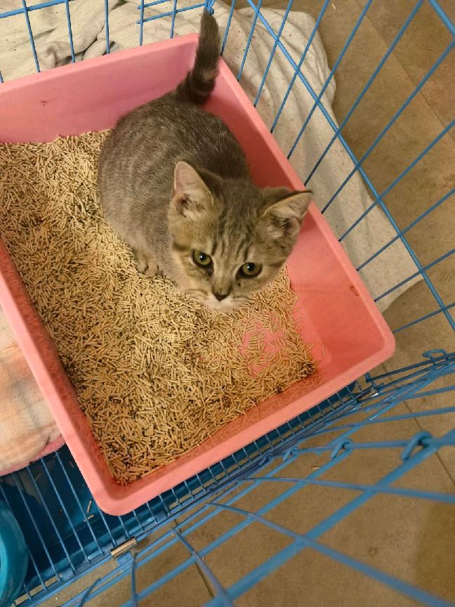 猫图片|宠物猫|猫咪|