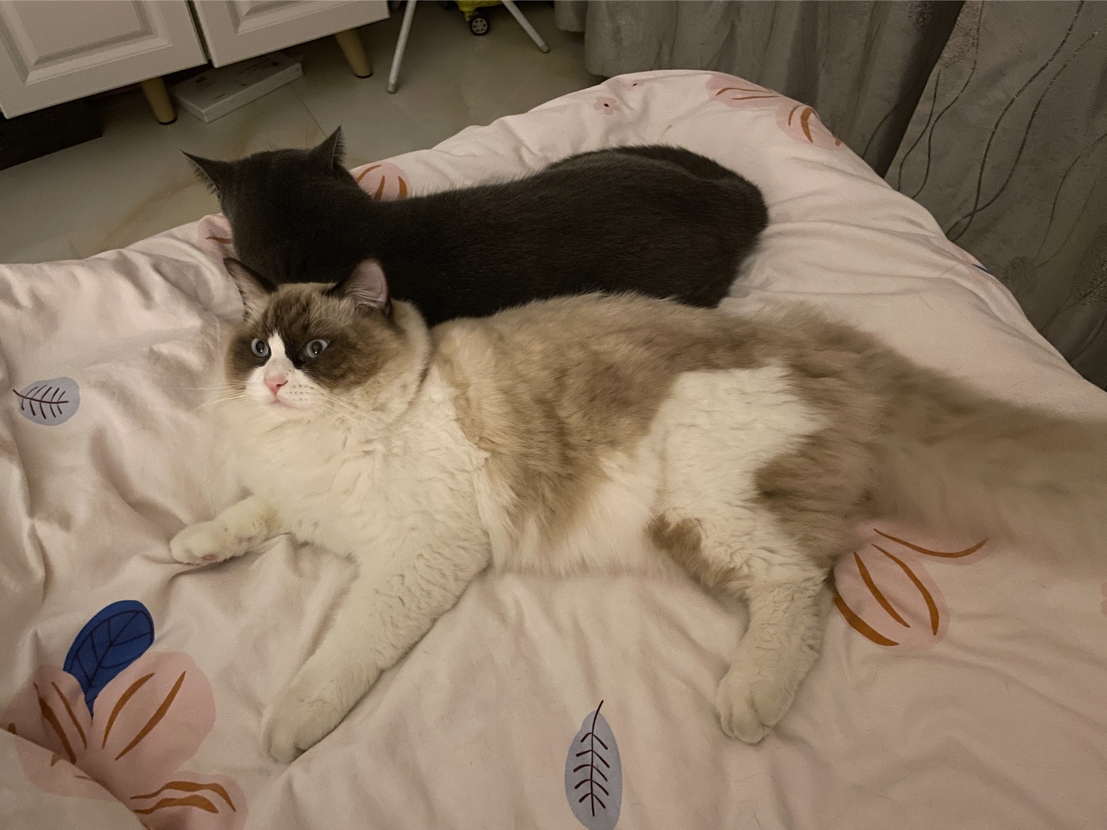 猫图片|宠物猫|猫咪|