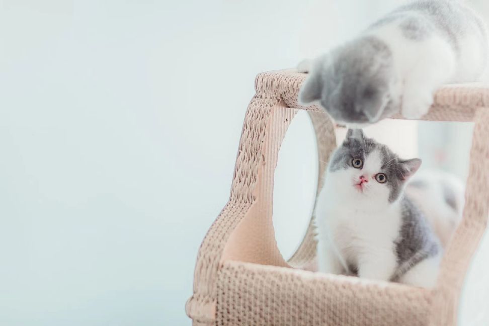 猫图片|宠物猫|猫咪|