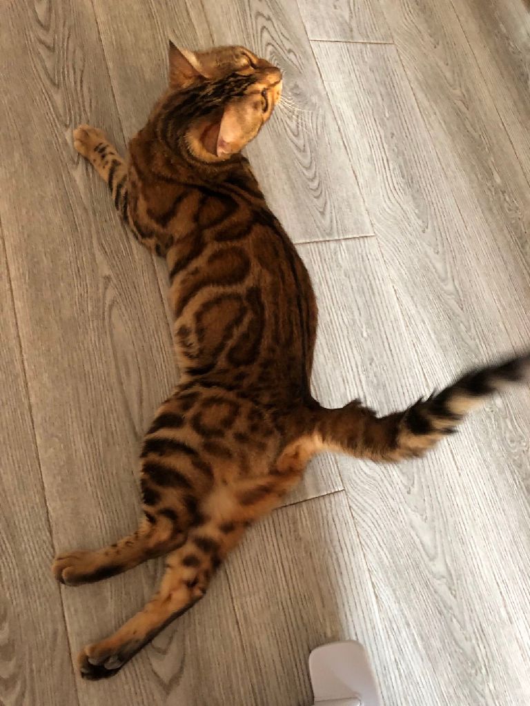 猫图片|宠物猫|猫咪|