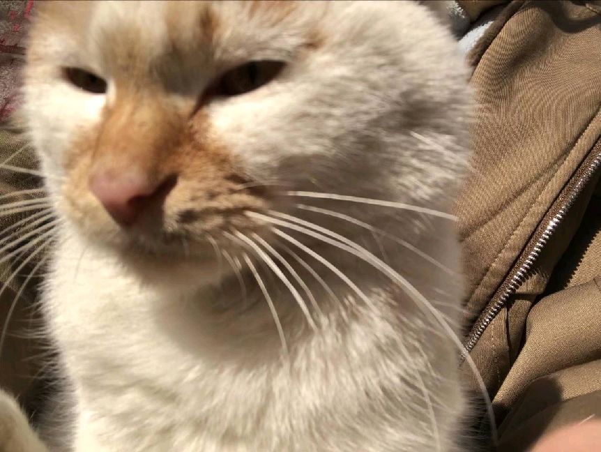 猫图片|宠物猫|猫咪|