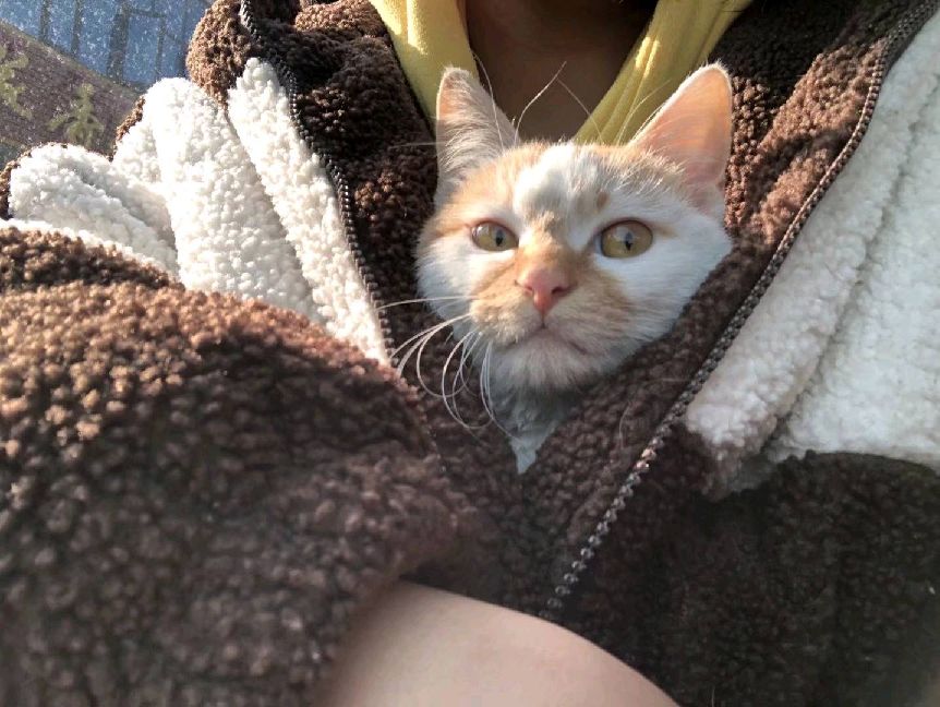 猫图片|宠物猫|猫咪|