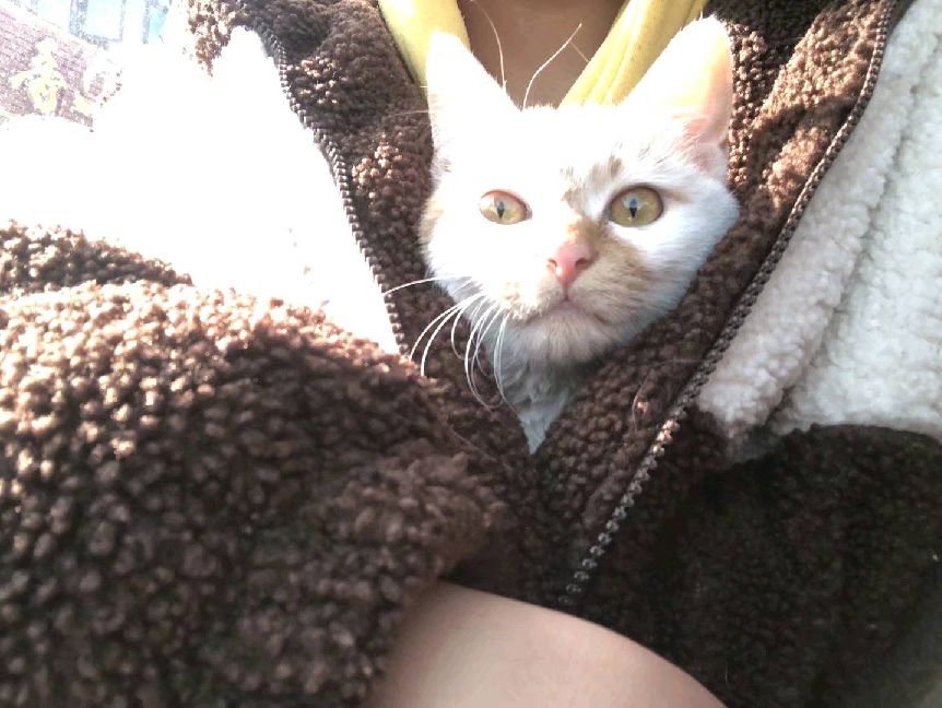 猫图片|宠物猫|猫咪|