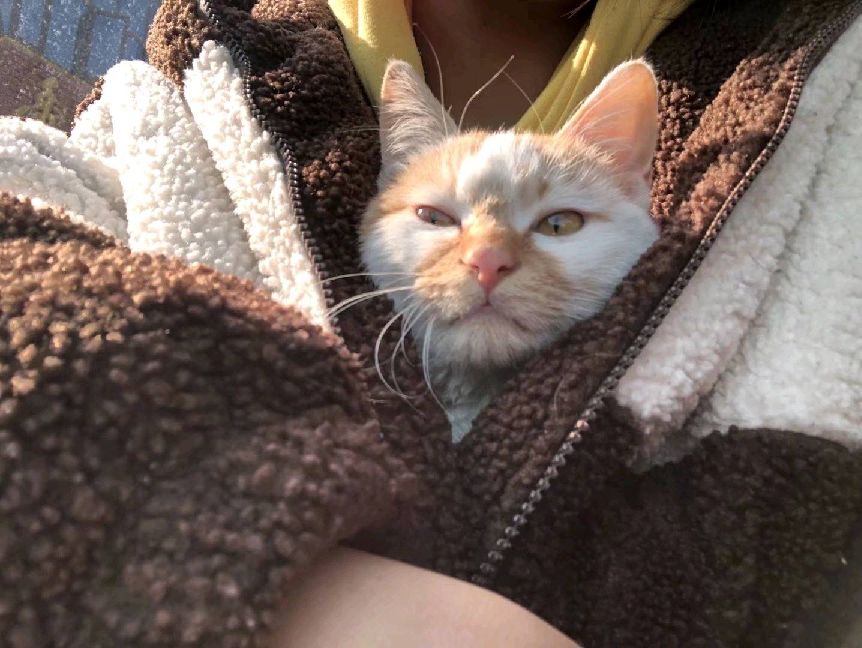 猫图片|宠物猫|猫咪|