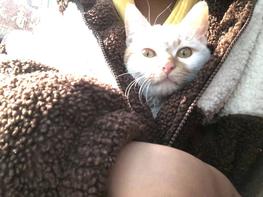 猫图片|宠物猫|猫咪|