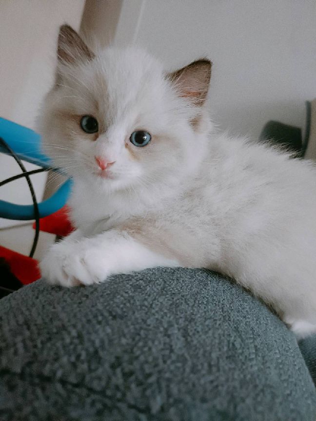 猫图片|宠物猫|猫咪|