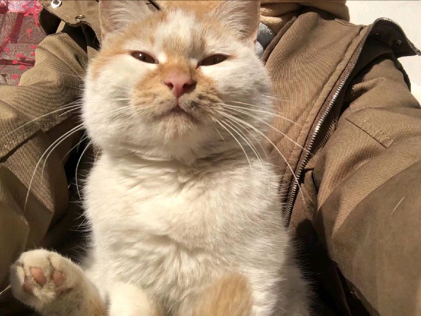 猫图片|宠物猫|猫咪|