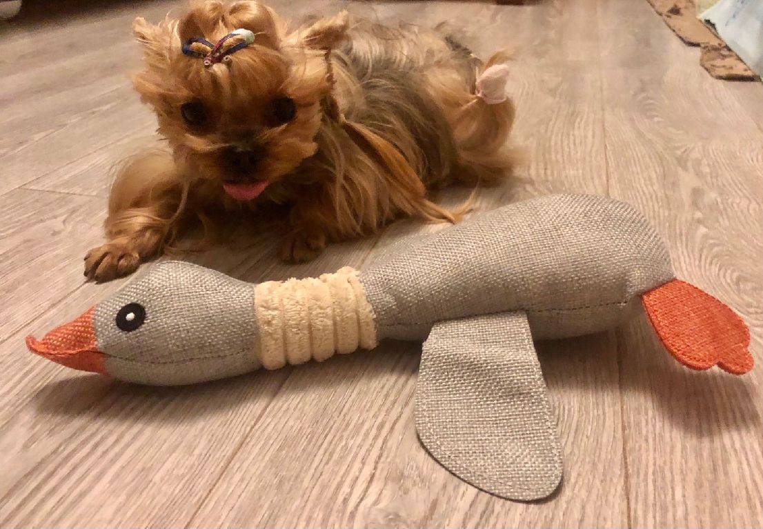 猫图片|宠物猫|猫咪|