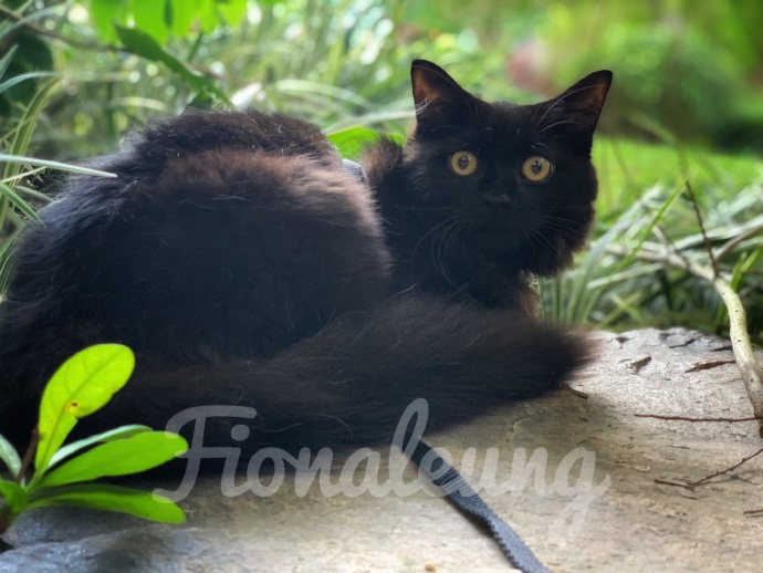 猫图片|宠物猫|猫咪|