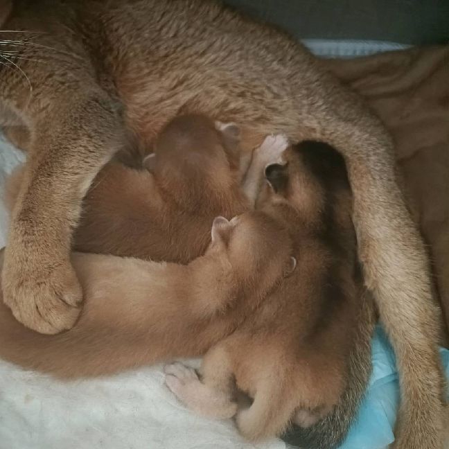 猫图片|宠物猫|猫咪|