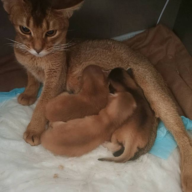 猫图片|宠物猫|猫咪|