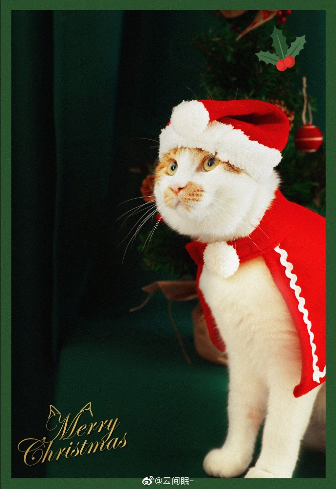 猫图片|宠物猫|猫咪|