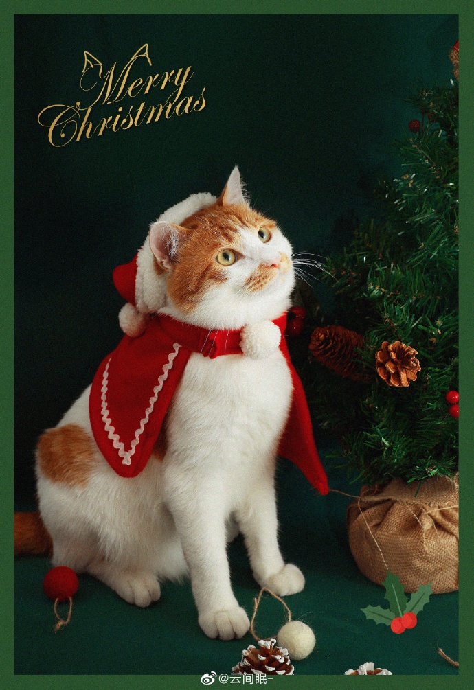 猫图片|宠物猫|猫咪|