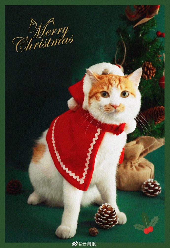 猫图片|宠物猫|猫咪|