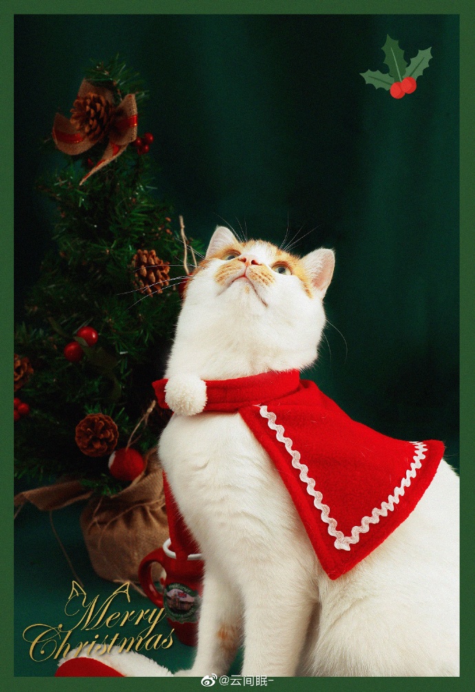 猫图片|宠物猫|猫咪|