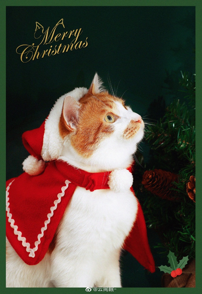 猫图片|宠物猫|猫咪|