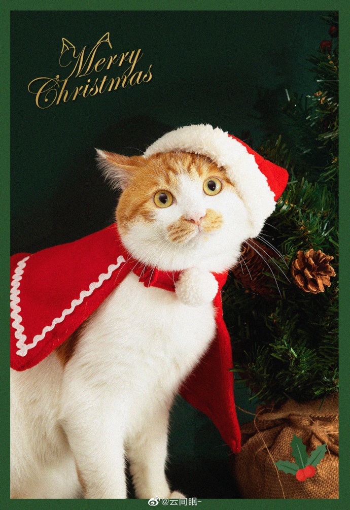 猫图片|宠物猫|猫咪|