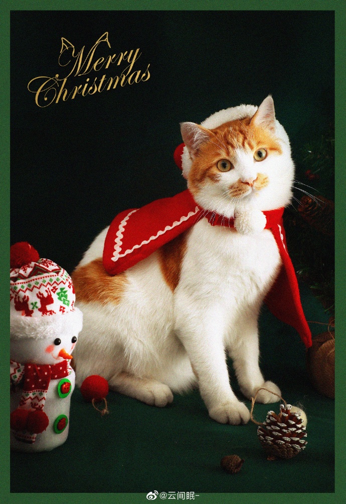 猫图片|宠物猫|猫咪|