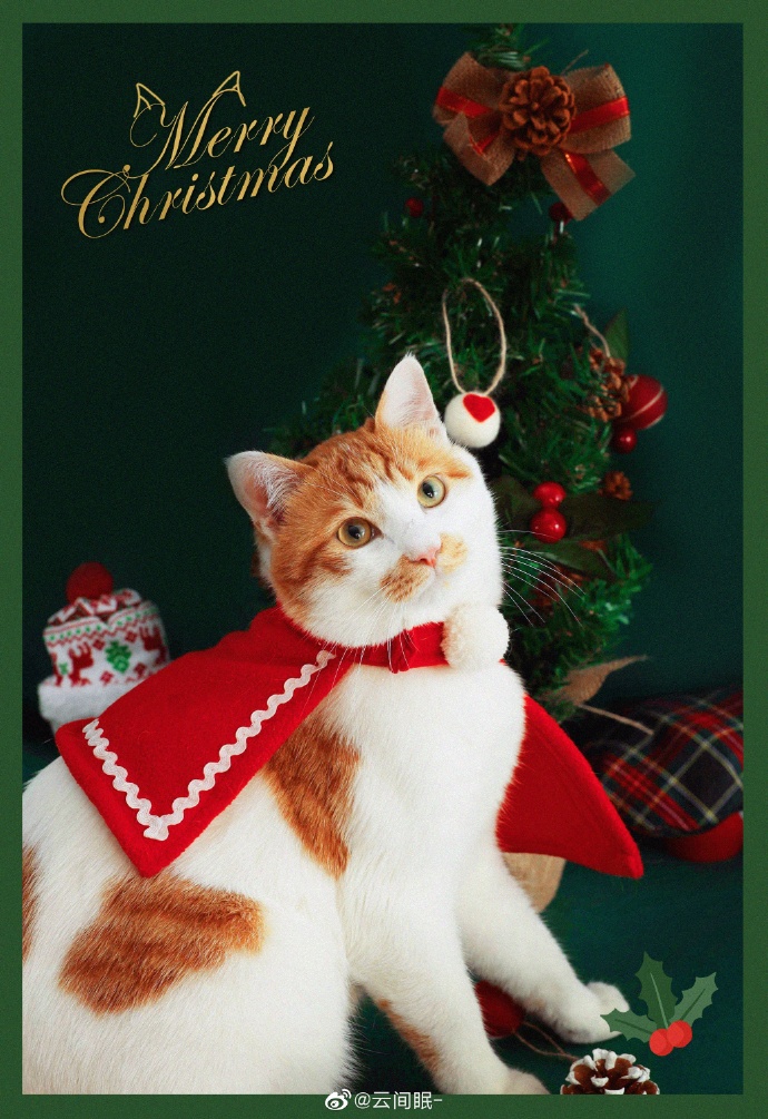 猫图片|宠物猫|猫咪|