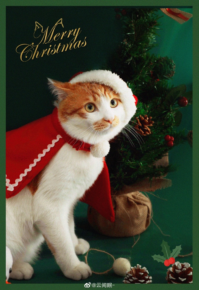 猫图片|宠物猫|猫咪|