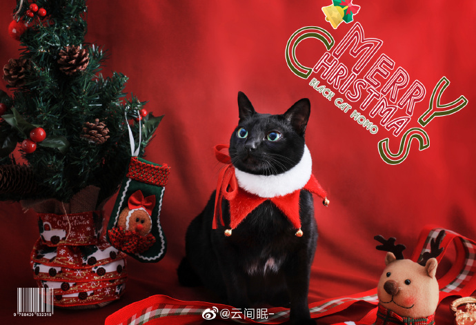 猫图片|宠物猫|猫咪|