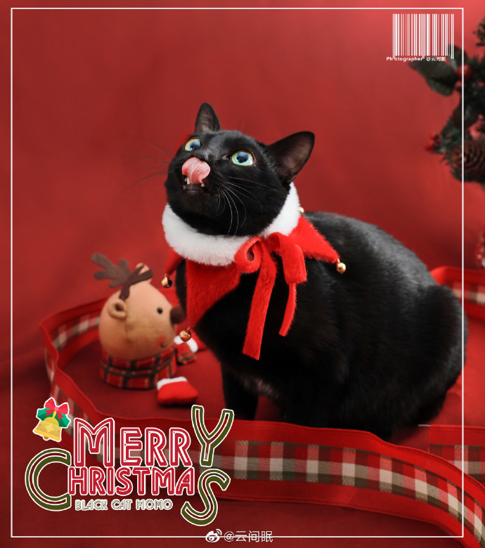 猫图片|宠物猫|猫咪|