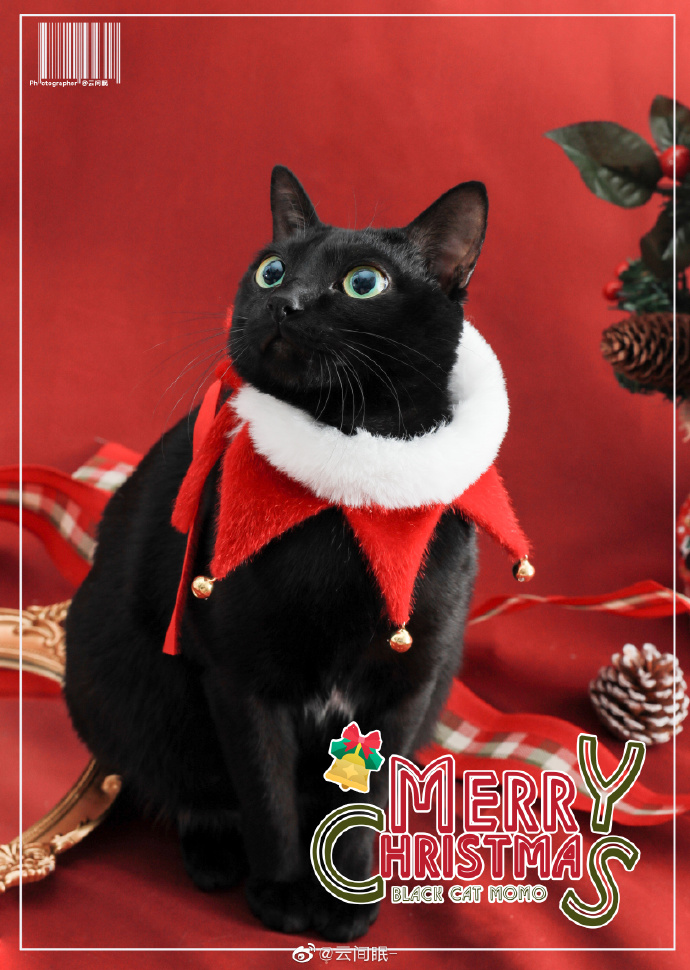 猫图片|宠物猫|猫咪|