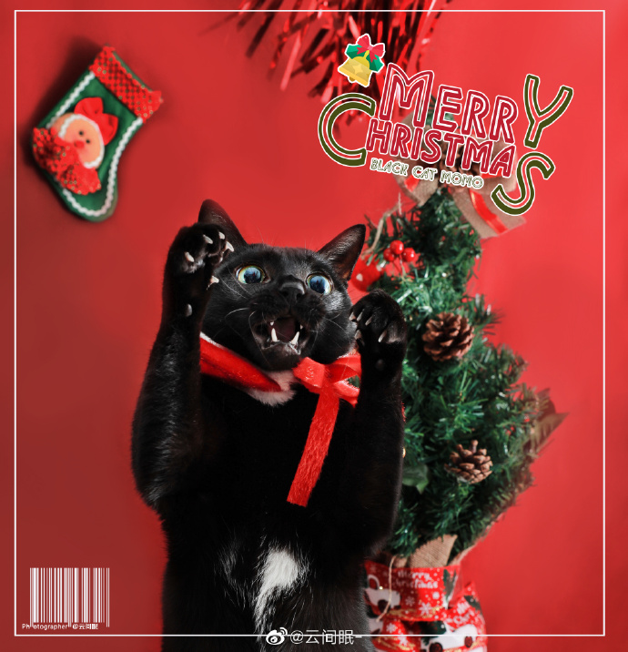 猫图片|宠物猫|猫咪|