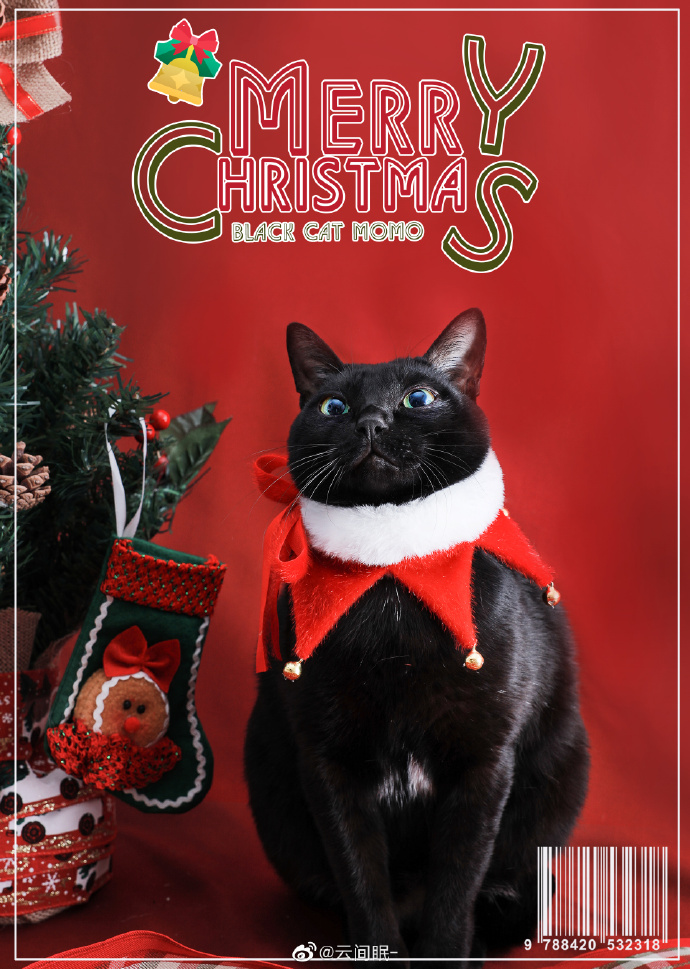 猫图片|宠物猫|猫咪|