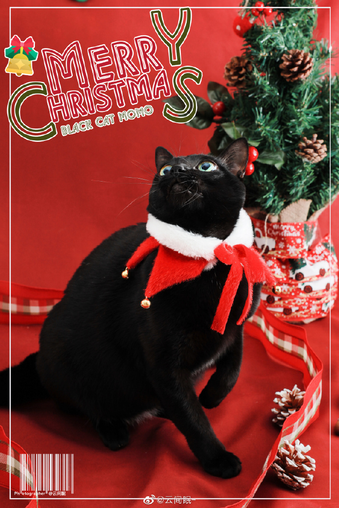 猫图片|宠物猫|猫咪|