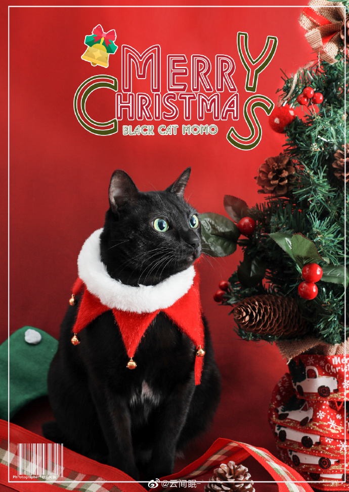 猫图片|宠物猫|猫咪|