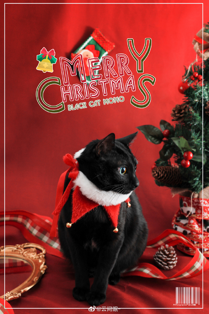 猫图片|宠物猫|猫咪|