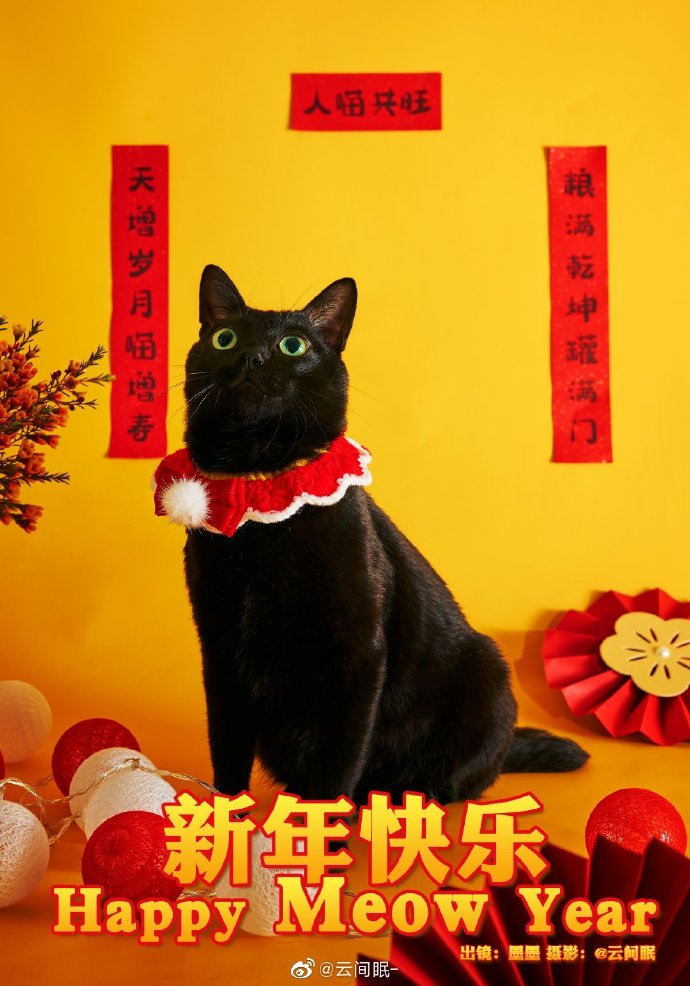 猫图片|宠物猫|猫咪|