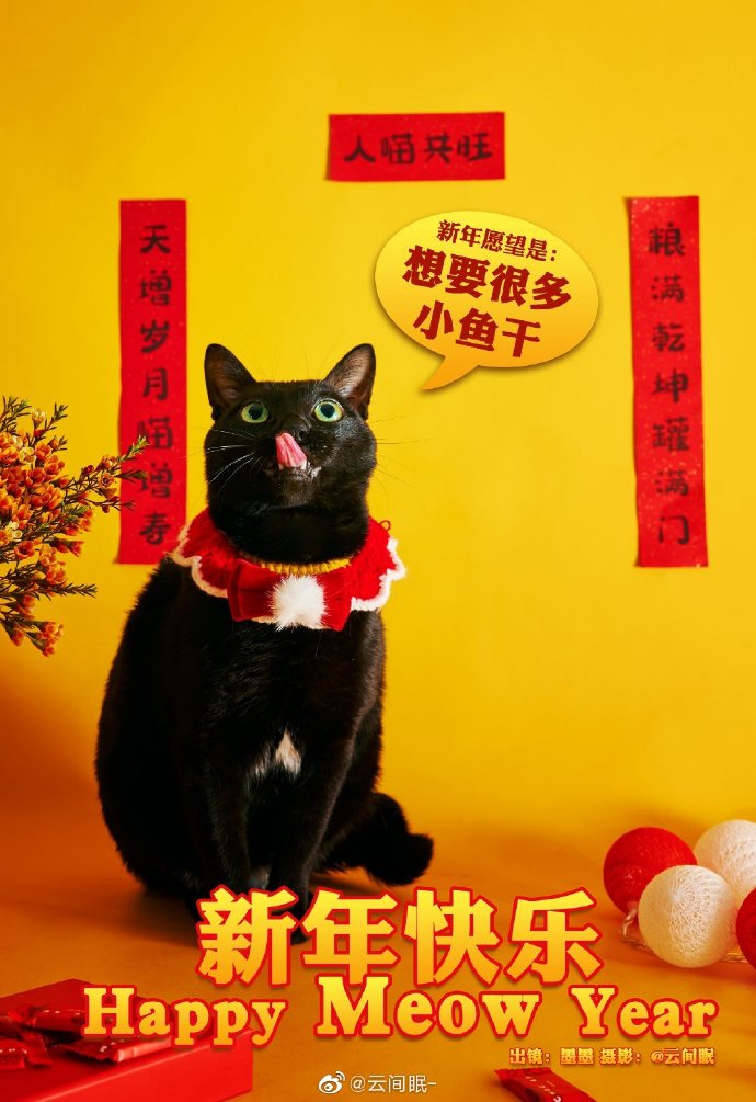 猫图片|宠物猫|猫咪|