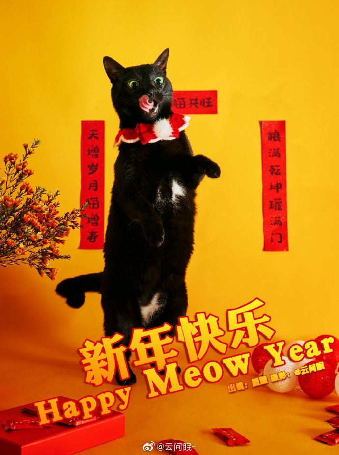猫图片|宠物猫|猫咪|
