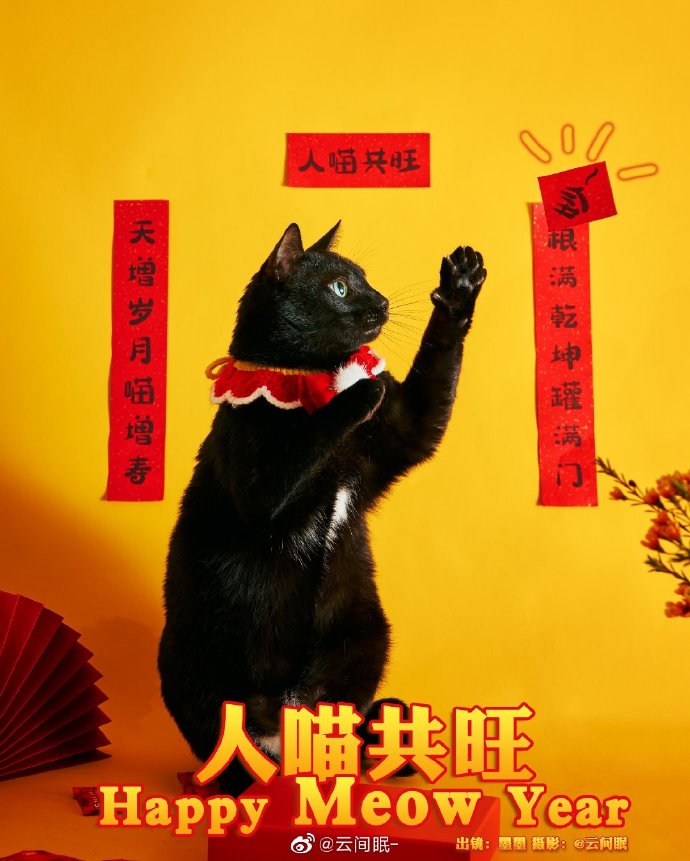 猫图片|宠物猫|猫咪|
