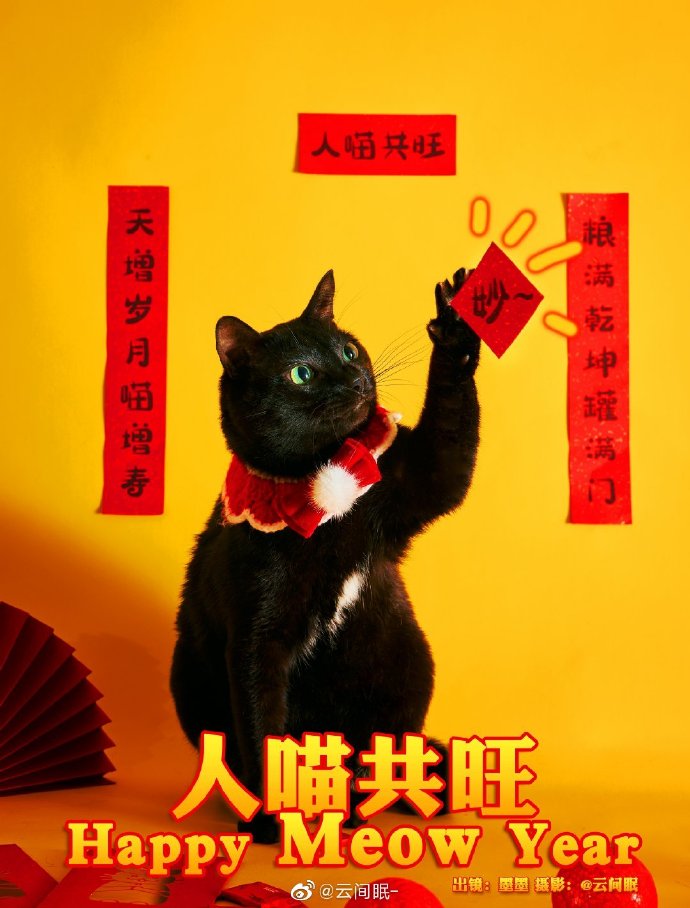 猫图片|宠物猫|猫咪|