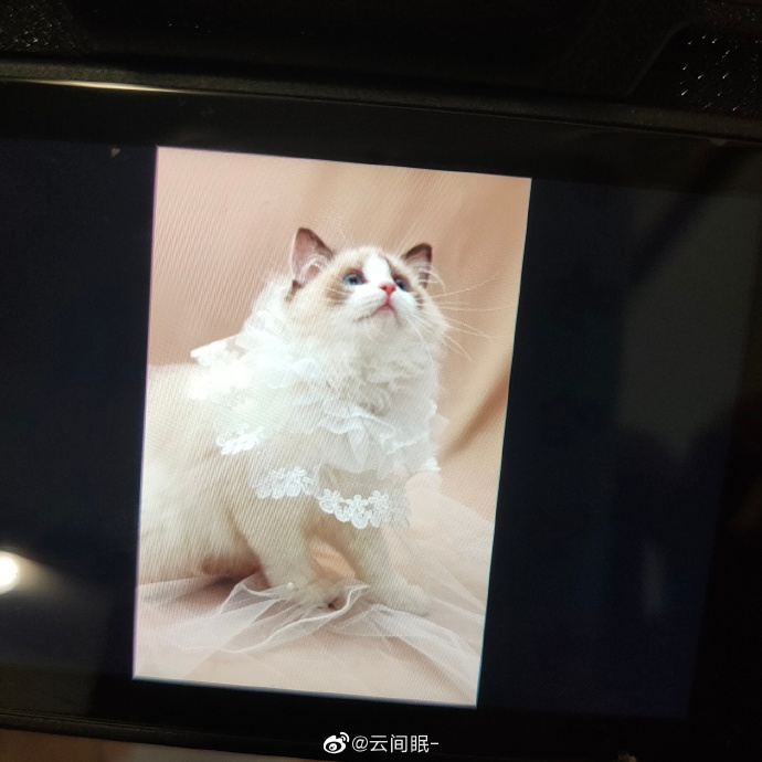 猫图片|宠物猫|猫咪|