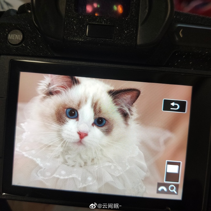 猫图片|宠物猫|猫咪|